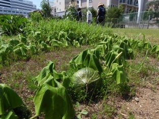 20220722野菜収穫