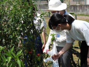 20210722野菜収穫