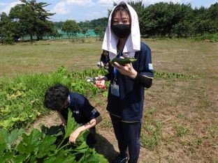 20210722野菜収穫