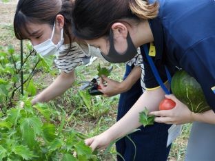 20210722野菜収穫