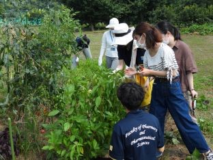 20210722野菜収穫