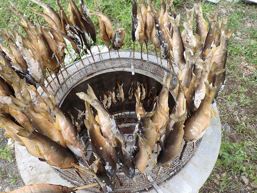 220830川魚を獲って食べる環境教育プログラム2